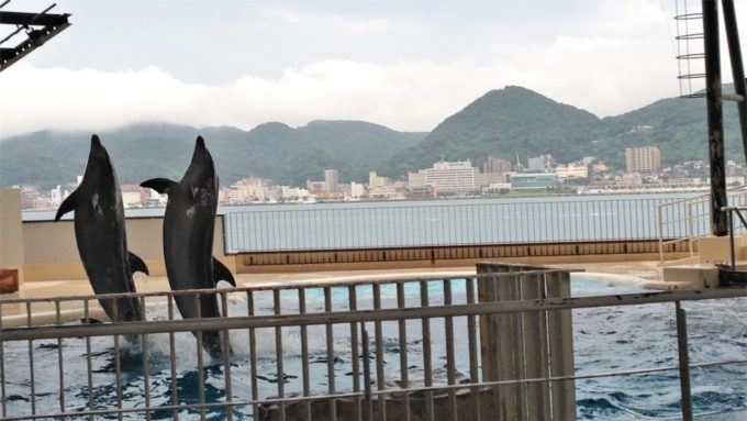 下関市立しものせき水族館「海響館」のイルカのショー