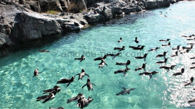 葛西臨海水族園のペンギン