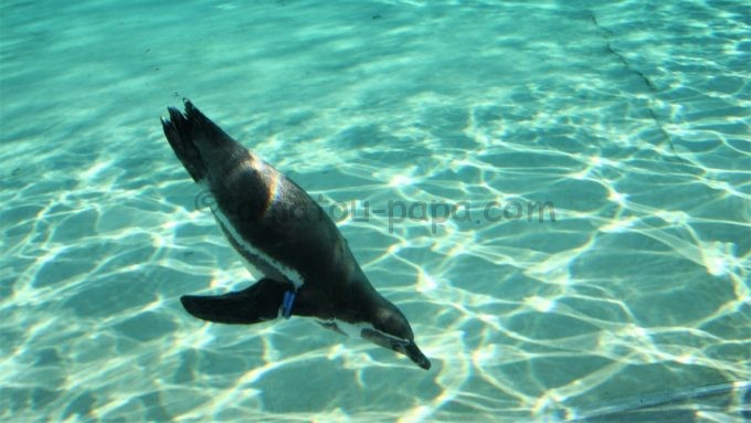 葛西臨海水族園の水槽を泳ぐペンギン