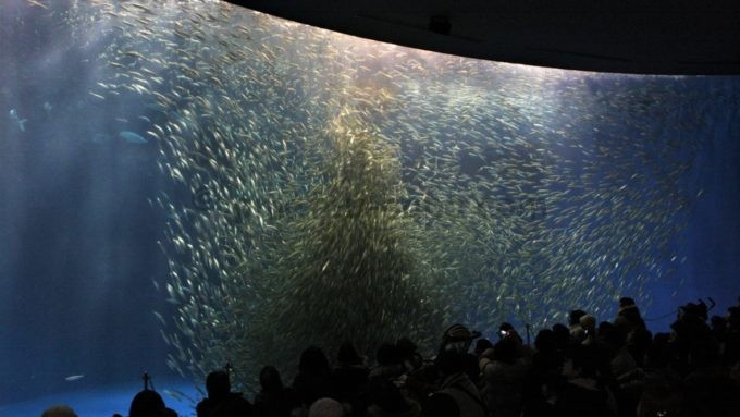 名古屋港水族館の「マイワシのトルネード」