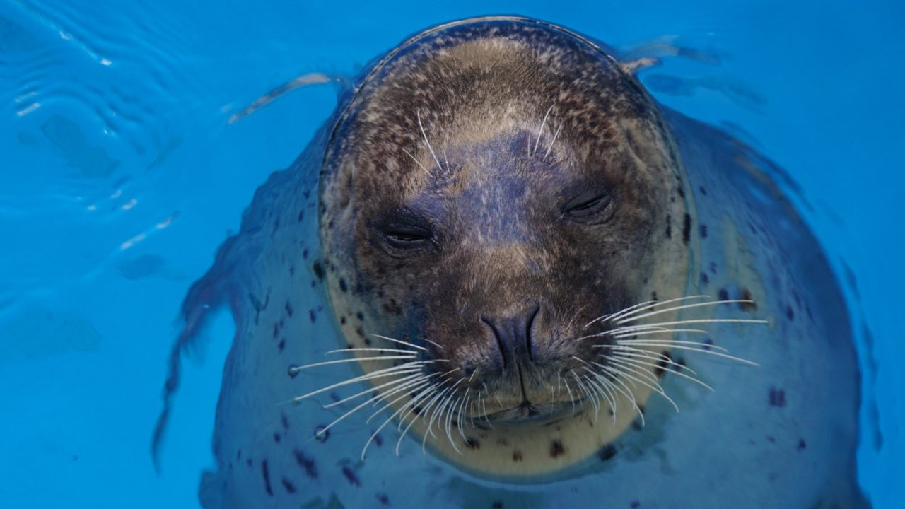 2024年】男鹿水族館GAOを割引クーポンで安くお得に利用する方法