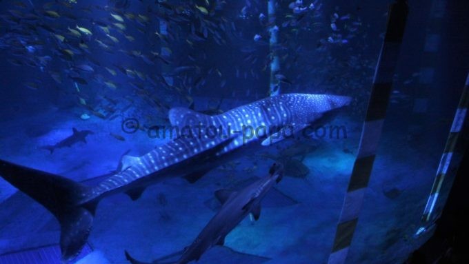 のとじま水族館のジンベエザメ館 青の世界で泳ぐジンベエザメ
