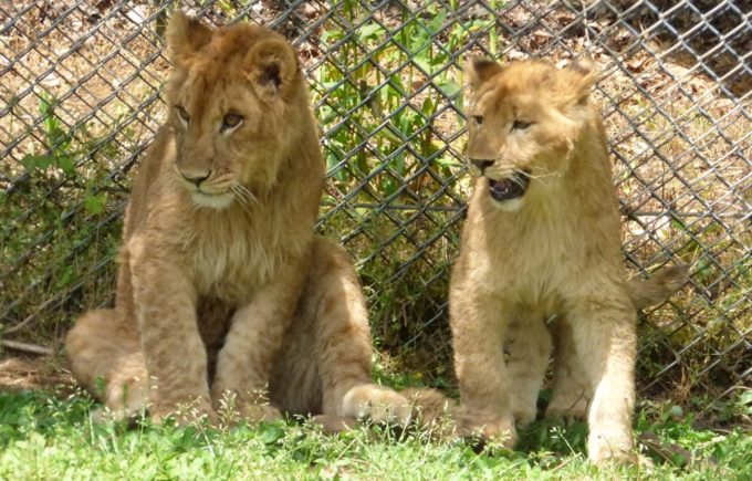 秋吉台自然動物公園「サファリランド」のライオン