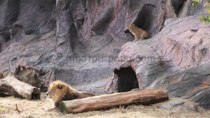 東山動植物園のライオン