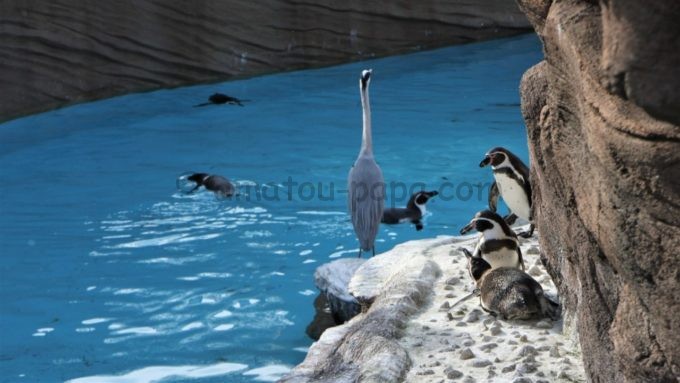 東山動植物園のペンギン