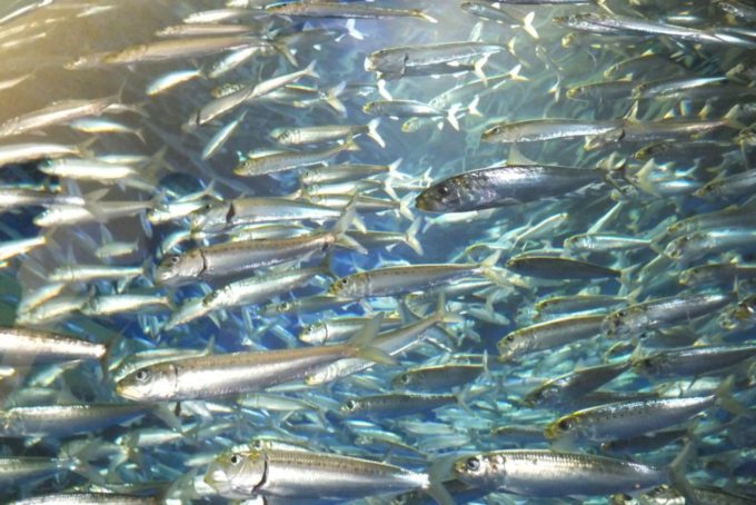 アクアワールド茨城県大洗水族館の魚