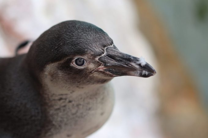 アクアワールド茨城県大洗水族館のペンギン