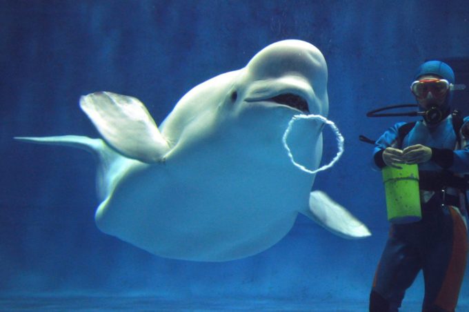 しまね海洋館アクアスのシロイルカの「バブルリング」