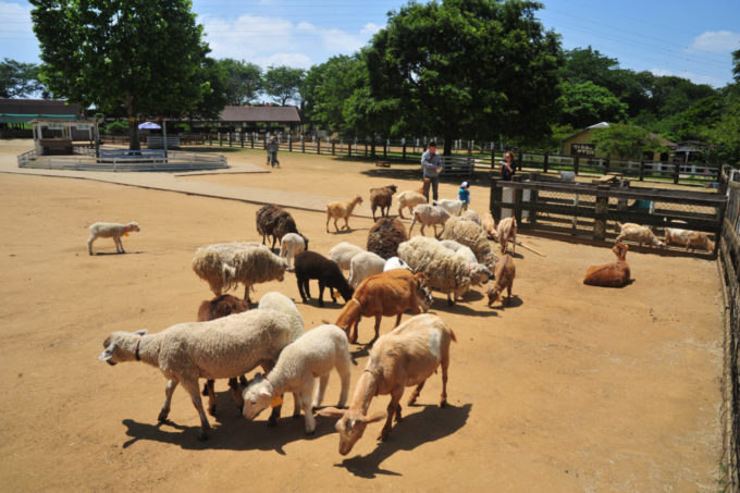 成田ゆめ牧場の羊