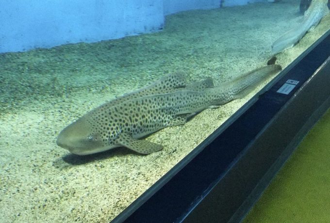 箱根園水族館のサメ