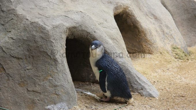 長崎ペンギン水族館のコガタペンギン（フェアリーペンギン）