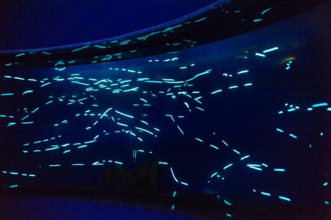 沼津港深海水族館 シーラカンス・ミュージアムの深海のプラネタリウム