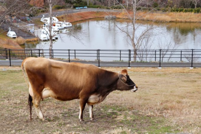 堺・緑のミュージアム ハーベストの丘の牛