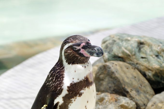 井の頭自然文化園のペンギン
