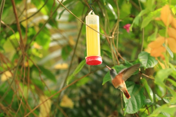長崎バイオパークのチャムネエメラルドハチドリ