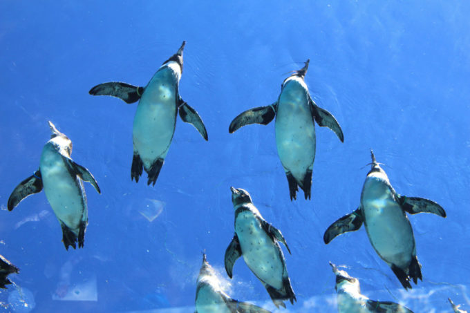 九十九島動植物園森きららのペンギン
