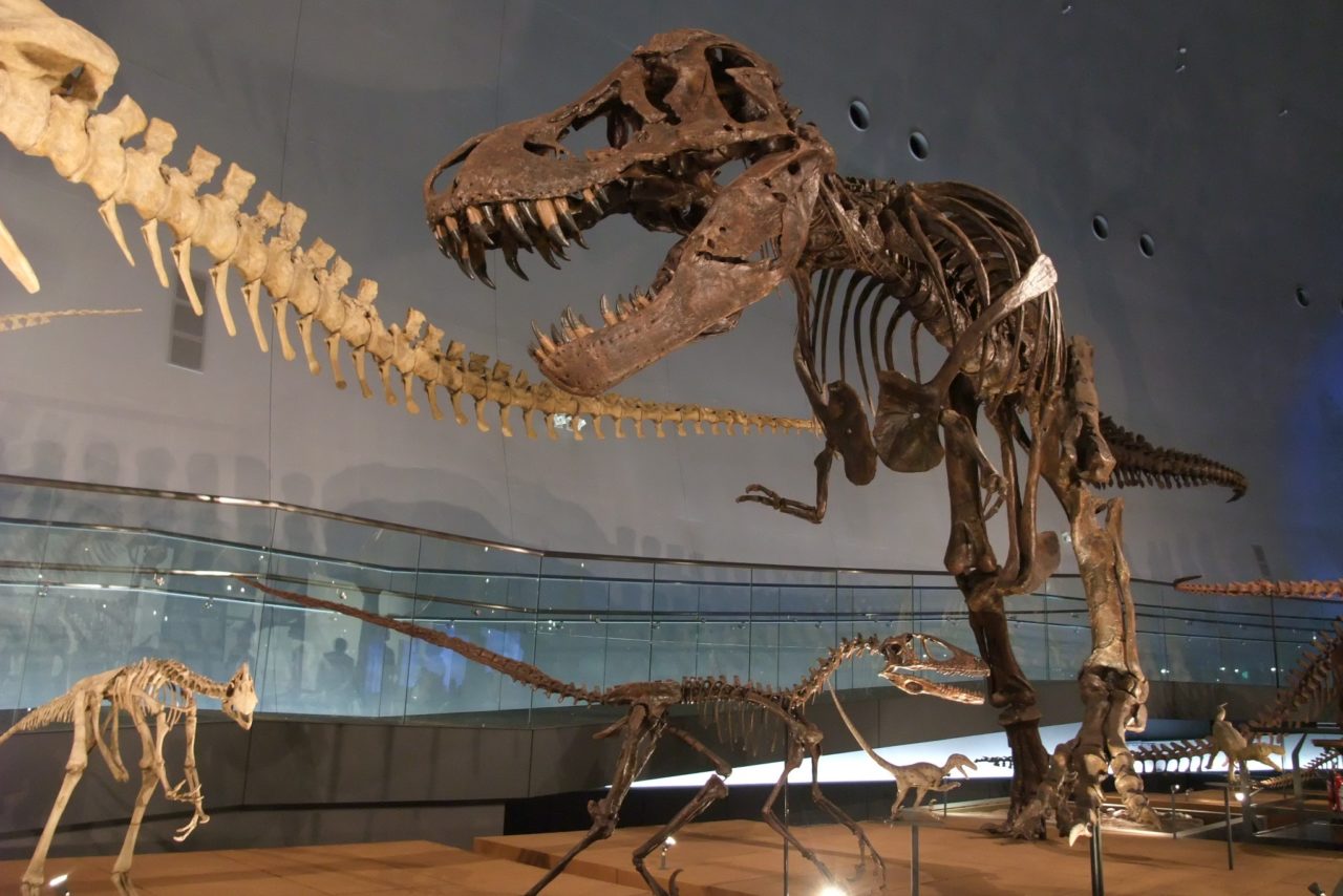 21年 福井県立恐竜博物館の料金を割引券 クーポンで安くする方法