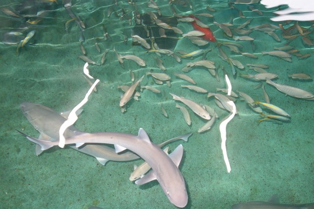 すさみ町立エビとカニの水族館のサメのプール