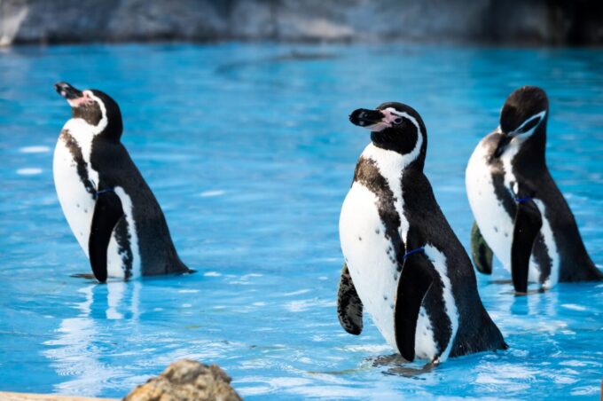 羽生水郷公園（さいたま水族館）の3羽のペンギン