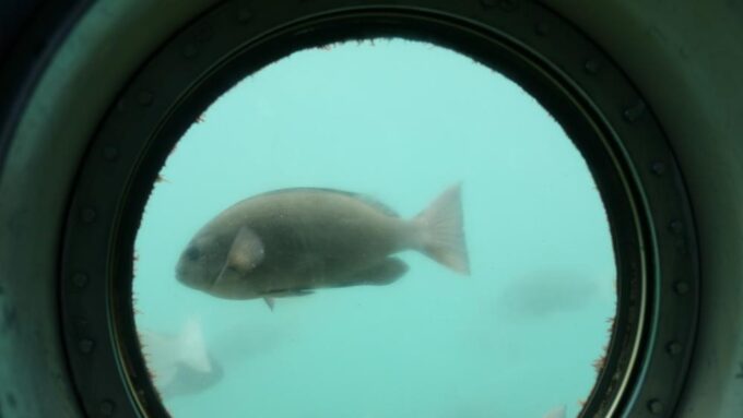 白浜海中展望塔（コーラルプリンセス）内から眺める魚
