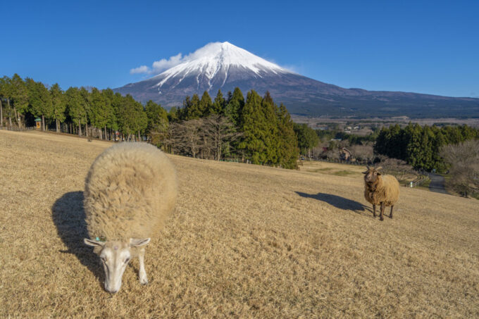 まかいの牧場の羊と富士山