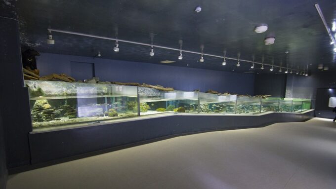アクアマリンいなわしろカワセミ水族館の「川のいきもの」